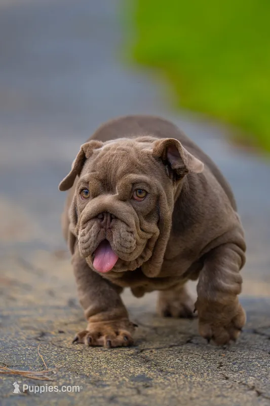 Purple – English Bulldog puppy for sale in Orlando, FL