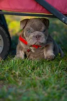 Candy, a female English Bulldog for sale in Orlando, FL – 9 of 9
