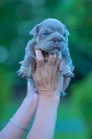 Moose , a male English Bulldog for sale in Orlando, FL – 2 of 4