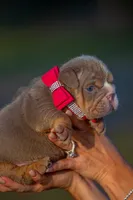 Daisy , a female English Bulldog for sale in Orlando, FL – 5 of 6
