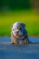 Emily , a female English Bulldog for sale in Orlando, FL – 9 of 9