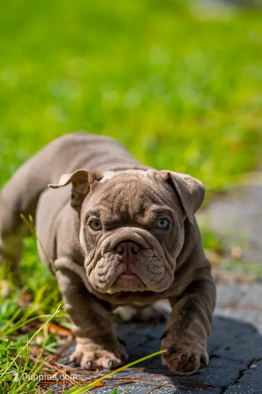 Candy – English Bulldog puppy for sale in Orlando, FL