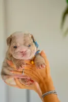 Rex, a male English Bulldog for sale in Orlando, FL – 1 of 2