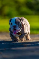 Emily , a female English Bulldog for sale in Orlando, FL – 4 of 9