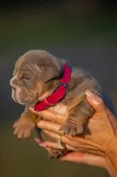 Daisy , a female English Bulldog for sale in Orlando, FL – 3 of 6