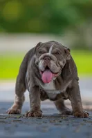 Cupcake, a female English Bulldog for sale in Orlando, FL – 1 of 10