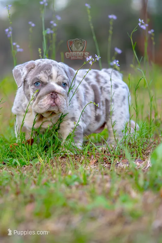 Bruno – English Bulldog puppy for sale in Orlando, FL