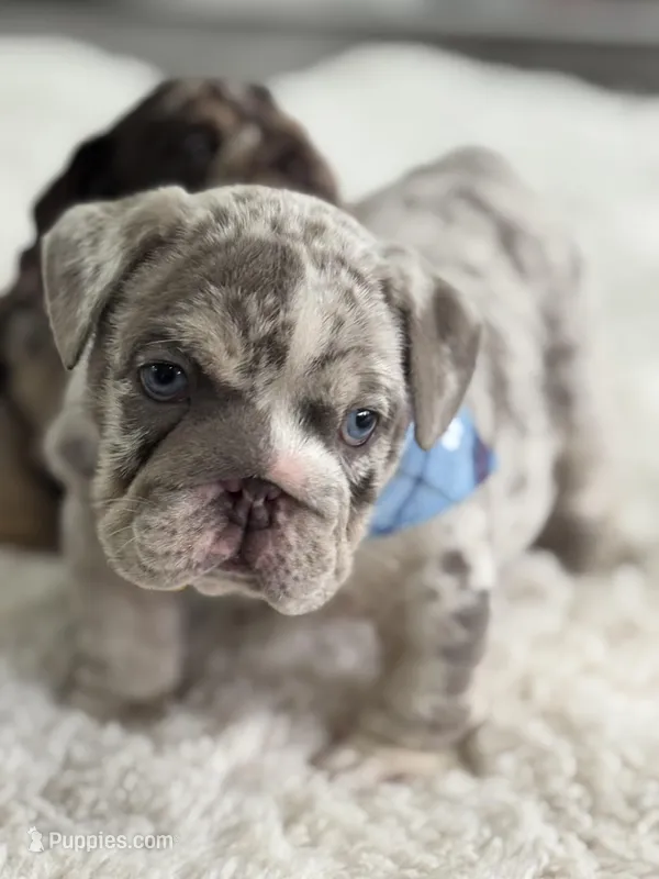 Bruno, a male English Bulldog for sale in Orlando, FL – Photo 1 of 5