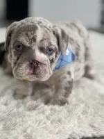 Bruno, a male English Bulldog for sale in Orlando, FL – Photo 2 of 5