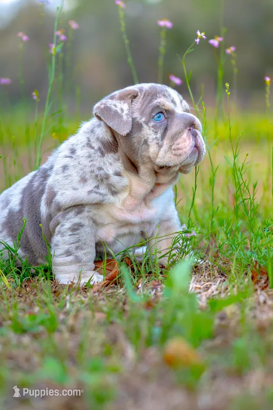 Bruno – English Bulldog puppy for sale in Orlando, FL