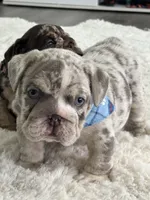 Bruno, a male English Bulldog for sale in Orlando, FL – Photo 4 of 5