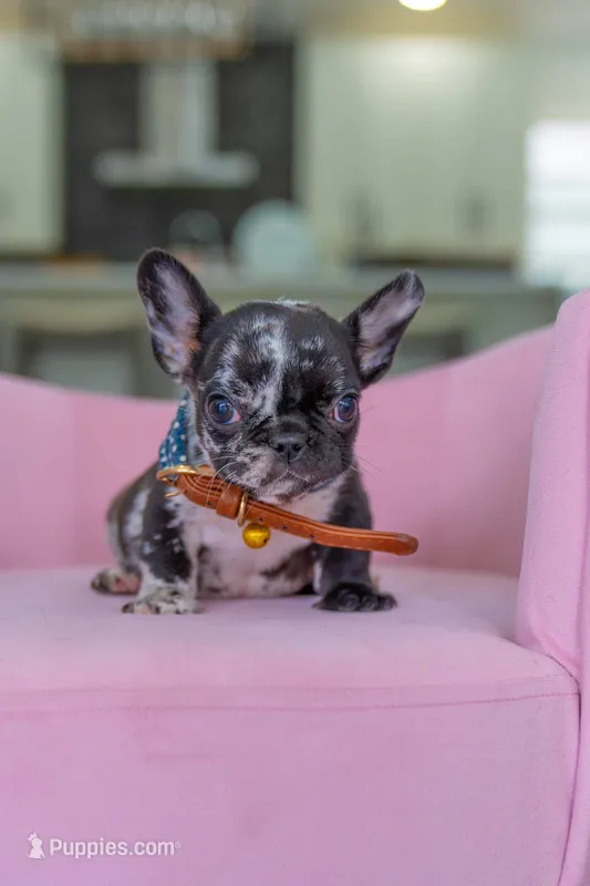 Tick – French Bulldog puppy for sale in Orlando, FL