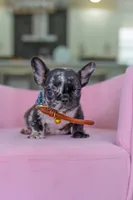 Tick, a male French Bulldog for sale in Orlando, FL – 4 of 10