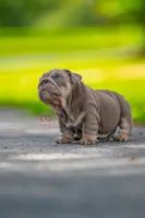 Winston, a male English Bulldog for sale in Orlando, FL – 4 of 9