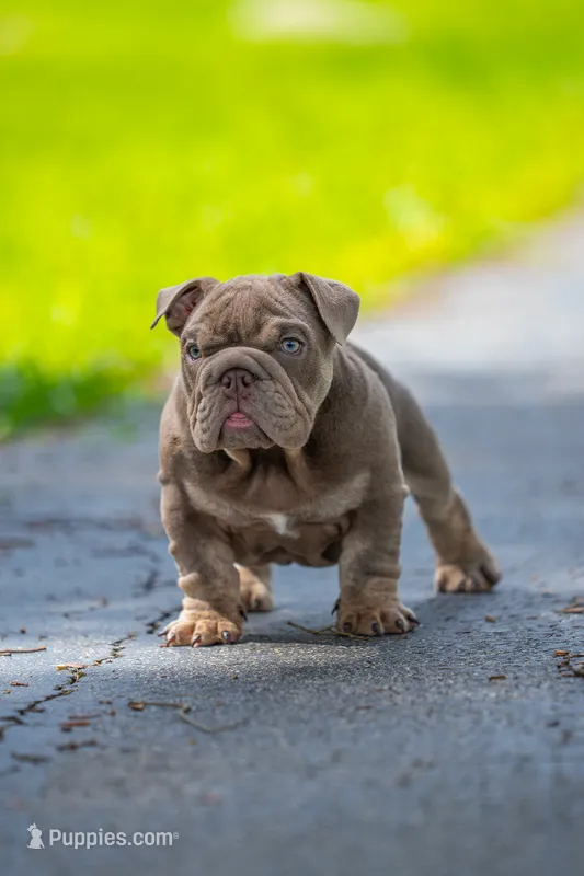 Candy – English Bulldog puppy for sale in Orlando, FL