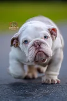 processed/650ce8a0-a9b4-4641-9f79-0cd539f90854/listing/48534c5e-01b5-4220-94a4-c876b4937a71/14b1f936-49ef-4313-8955-d5bf7644529c