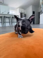 Tick, a male French Bulldog for sale in Orlando, FL – 4 of 10