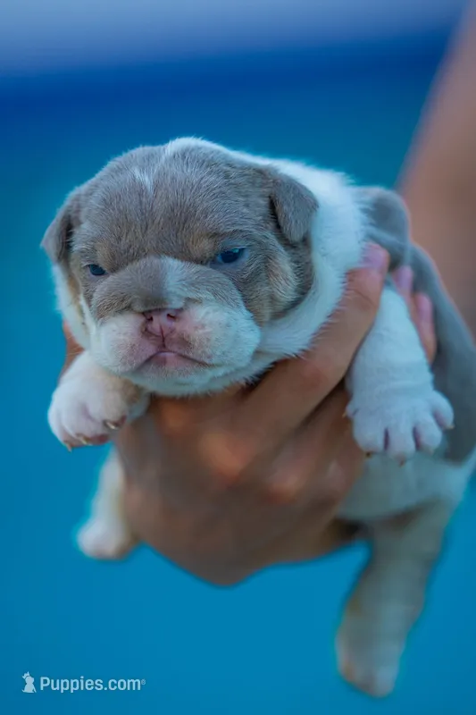 Tank – English Bulldog puppy for sale in Orlando, FL