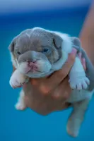 Tank, a male English Bulldog for sale in Orlando, FL – 1 of 4