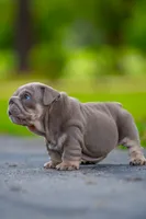 Winston, a male English Bulldog for sale in Orlando, FL – 9 of 9
