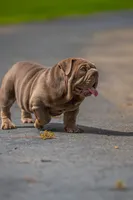 Purple, a female English Bulldog for sale in Orlando, FL – 2 of 9