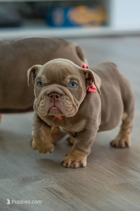 Candy – English Bulldog puppy for sale in Orlando, FL