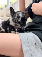 Tick, a male French Bulldog for sale in Orlando, FL – 6 of 10