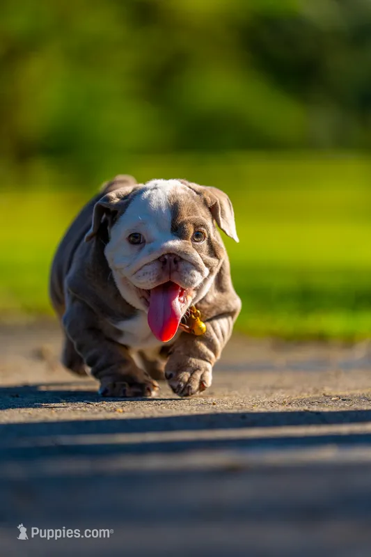 Emily  – English Bulldog puppy for sale in Orlando, FL