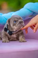 Winston, a male English Bulldog for sale in Orlando, FL – 7 of 9