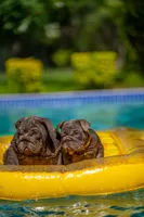 Candy, a female English Bulldog for sale in Orlando, FL – 3 of 9
