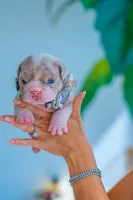 King, a male English Bulldog for sale in Orlando, FL – 2 of 2