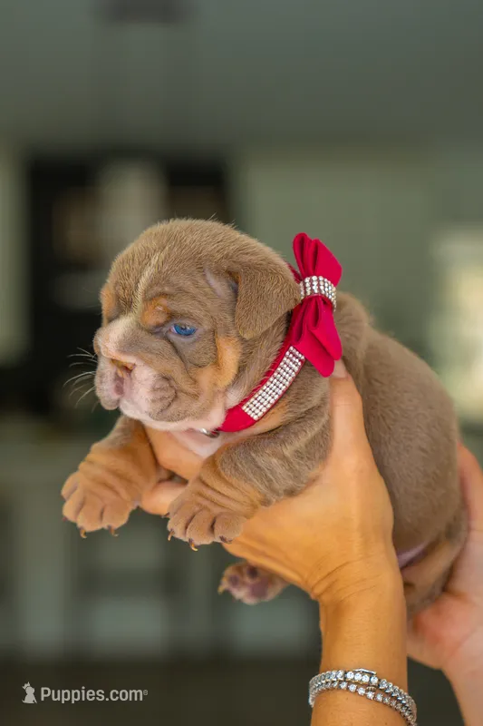 Daisy  – English Bulldog puppy for sale in Orlando, FL