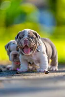 Max, a male English Bulldog for sale in Orlando, FL – 4 of 4