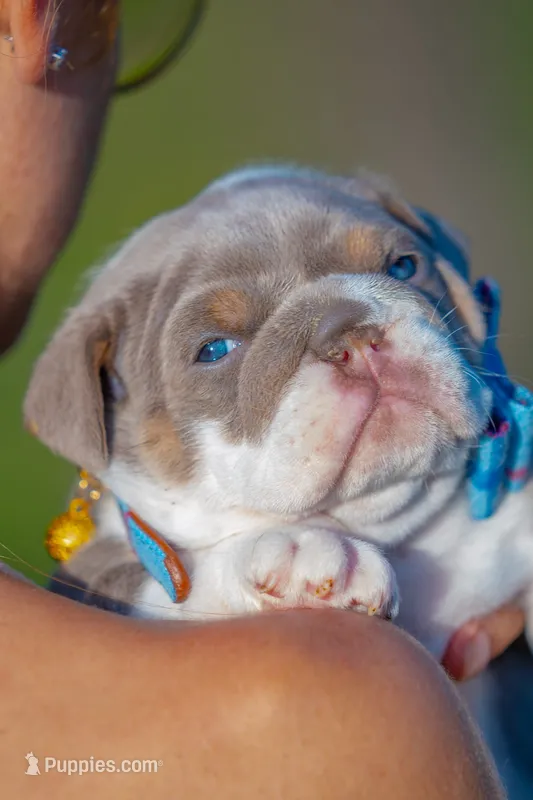 Tank – English Bulldog puppy for sale in Orlando, FL