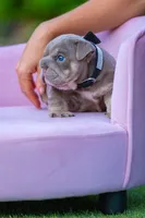 Winston, a male English Bulldog for sale in Orlando, FL – 8 of 9