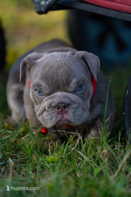 Candy – English Bulldog puppy for sale in Orlando, FL
