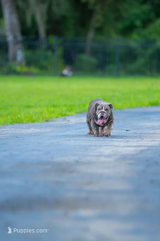 Cupcake – English Bulldog puppy for sale in Orlando, FL