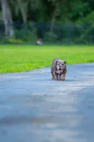 Cupcake, a female English Bulldog for sale in Orlando, FL – 1 of 8