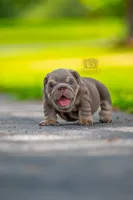 Winston, a male English Bulldog for sale in Orlando, FL – 6 of 9