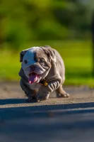 Emily , a female English Bulldog for sale in Orlando, FL – 2 of 9