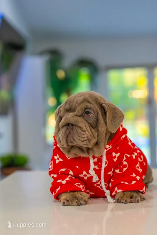 Purple – English Bulldog puppy for sale in Orlando, FL
