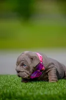 Purple, a female English Bulldog for sale in Orlando, FL – Photo 4 of 4