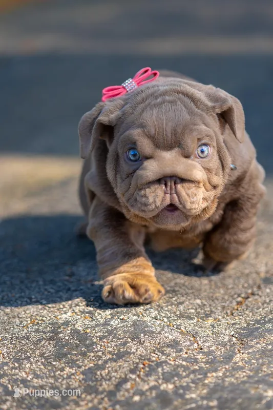Purple – English Bulldog puppy for sale in Orlando, FL