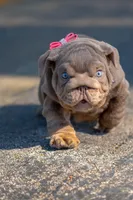 Purple, a female English Bulldog for sale in Orlando, FL – 7 of 10