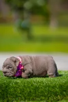 Purple, a female English Bulldog for sale in Orlando, FL – Photo 2 of 4