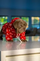 Purple, a female English Bulldog for sale in Orlando, FL – 4 of 10