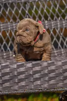 Purple, a female English Bulldog for sale in Orlando, FL – 9 of 10