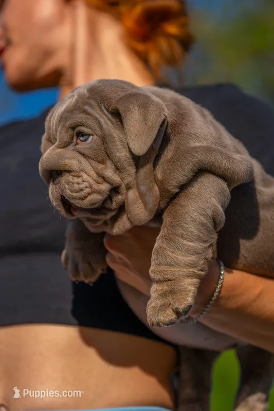 Purple – English Bulldog puppy for sale in Orlando, FL