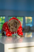 Purple, a female English Bulldog for sale in Orlando, FL – 3 of 10