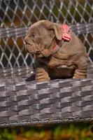 Purple, a female English Bulldog for sale in Orlando, FL – 10 of 10